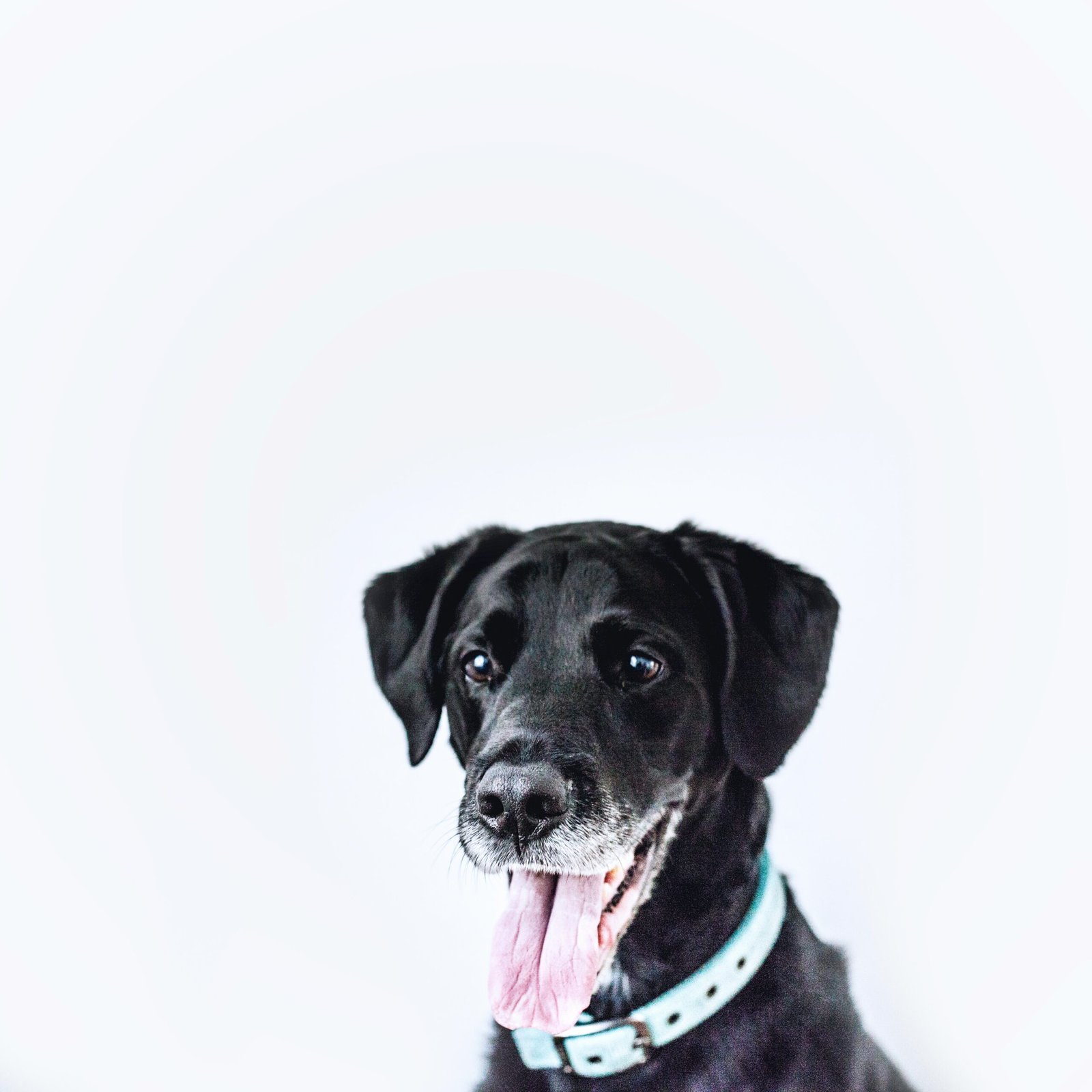 black dog wearing teal collar